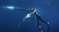 Shark Whisperer (Image via Netflix)